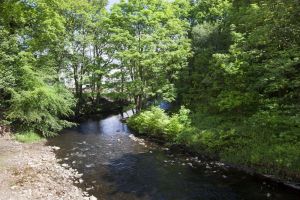 woodland view 7 sm.jpg